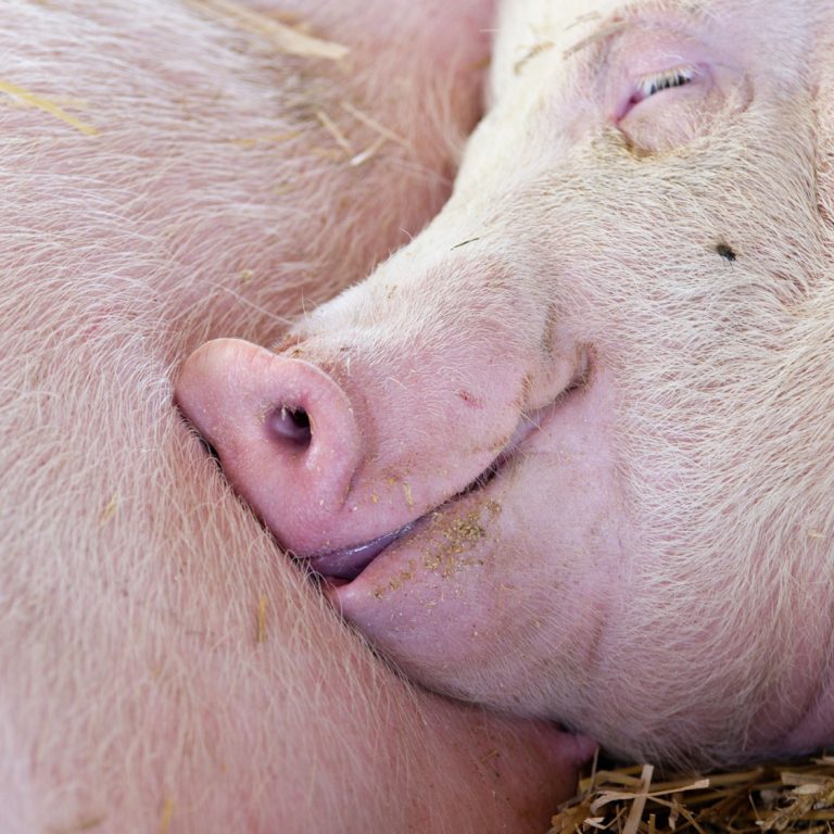 Photo carré d'un porc somnolant