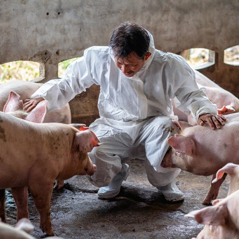 Photo carré d'homme caressant des porcs dans un élevage