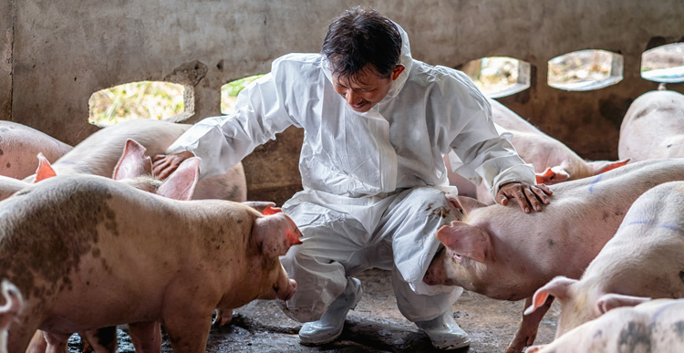 Image crop d'un homme caressant des porcs dans un élevage