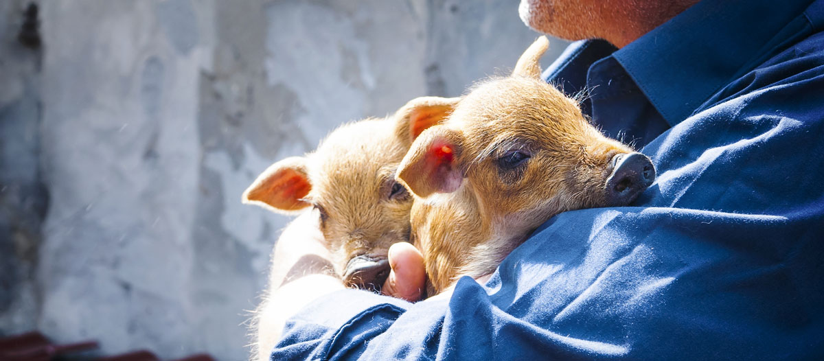 Image d'un slider avec des cochons tenu par un homme